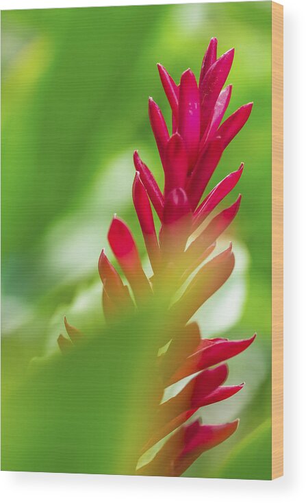 Hawaii Wood Print featuring the photograph Red Ginger Bract by Leigh Anne Meeks
