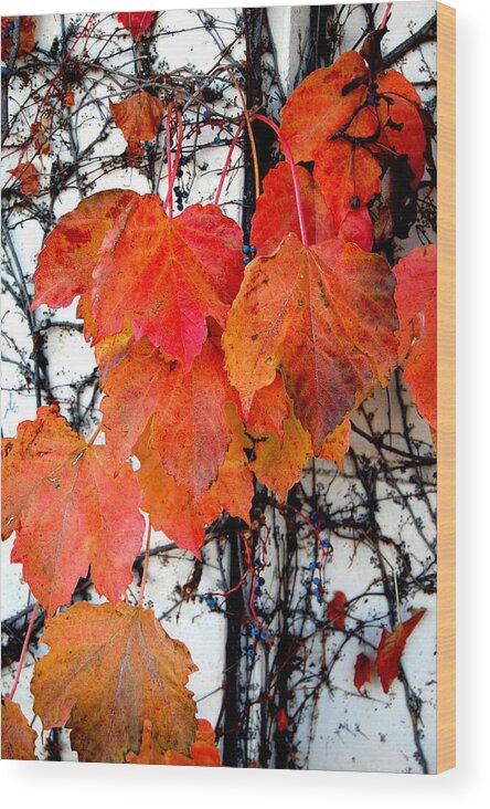 Red Leaves Wood Print featuring the photograph Red Leaves of Fall by Barbara J Blaisdell