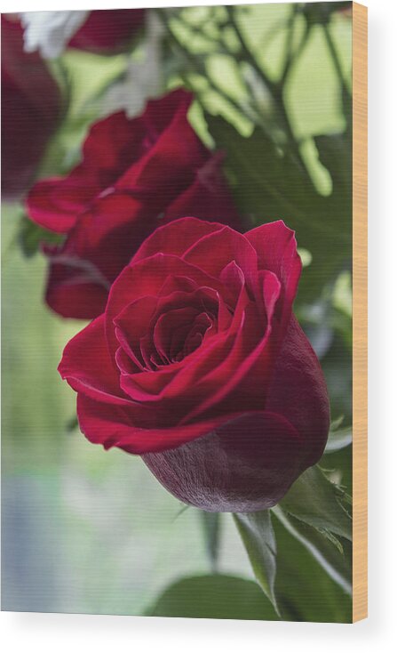 Red Wood Print featuring the photograph Red Rose by Ian Mitchell