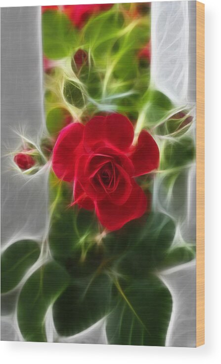 Red Rose Photographs Wood Print featuring the photograph Red Rose by Joann Copeland-Paul