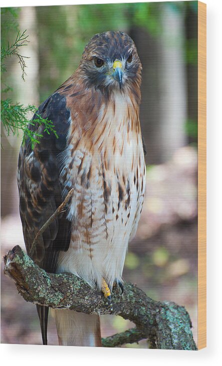 Florida Wood Print featuring the photograph Florida Red-Shouldered Hawk by Donna Proctor
