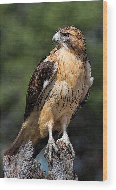 Red Tailed Hawk Wood Print featuring the photograph Red Tail Hawk Portrait by Dale Kincaid