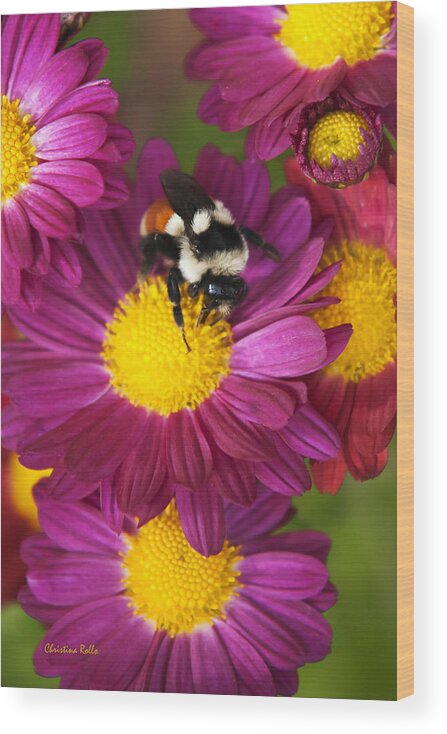Bumble Bee Wood Print featuring the photograph Red Tailed Bumble Bee by Christina Rollo
