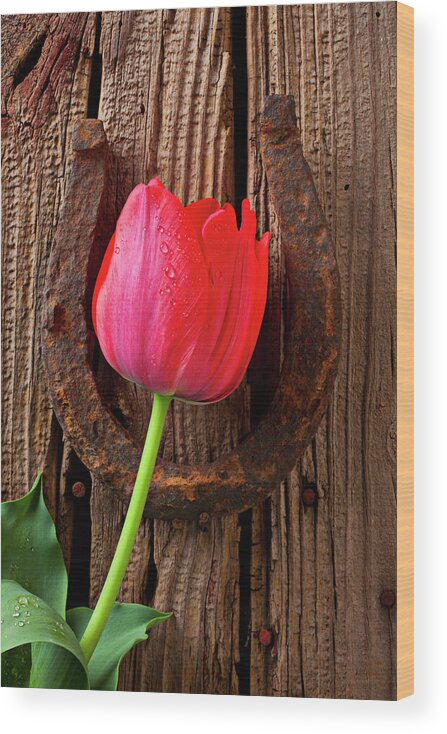 Outdoors Wood Print featuring the photograph Red Tulip And Lucky Horseshoe by Garry Gay