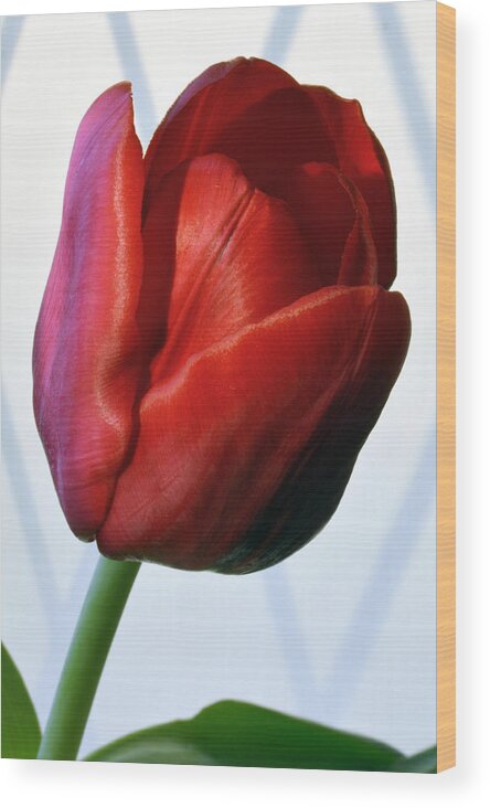 Tulip Wood Print featuring the photograph Red Tulip Portrait by Terence Davis