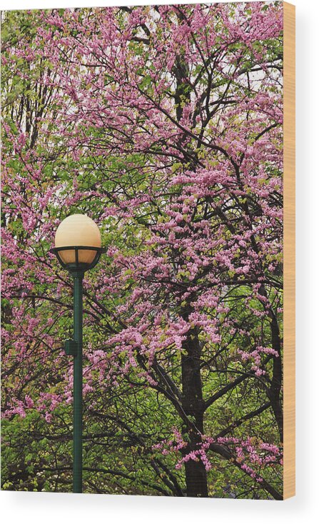 Chattanooga Wood Print featuring the photograph Redbud and Lamp by Tom and Pat Cory