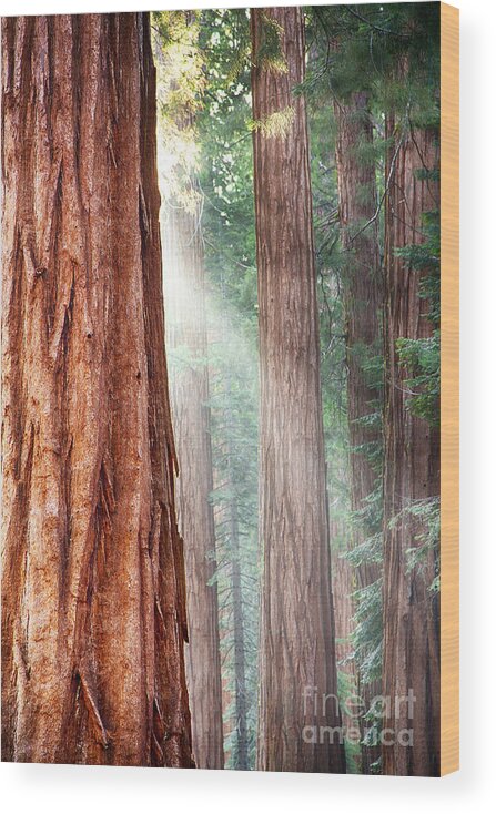Redwood Wood Print featuring the photograph Redwoods in Yosemite by Jane Rix
