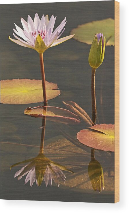 Water Lilies Wood Print featuring the photograph Reflected Water Lilies by Theo OConnor