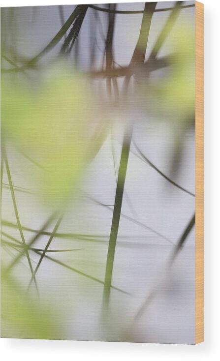 Balance Wood Print featuring the photograph Reflection of grasses in the surface of a lake - available for licensing by Ulrich Kunst And Bettina Scheidulin