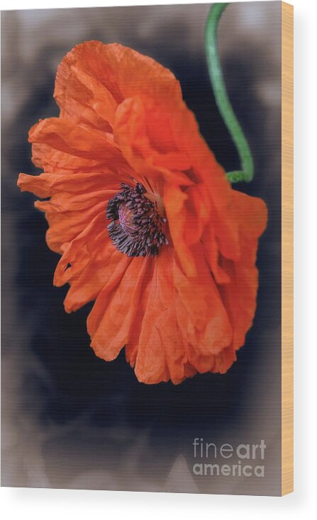 Poppy Wood Print featuring the photograph Remembrance Day Poppy by Henry Kowalski