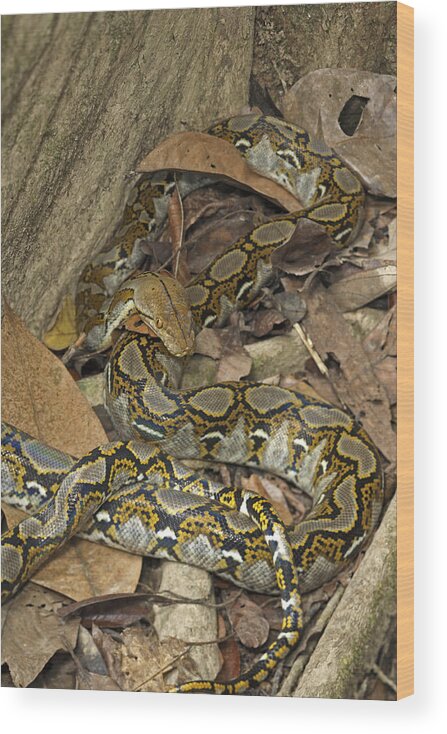 Reticulated Python Wood Print featuring the photograph Reticulated Python by Chris Mattison/FLPA