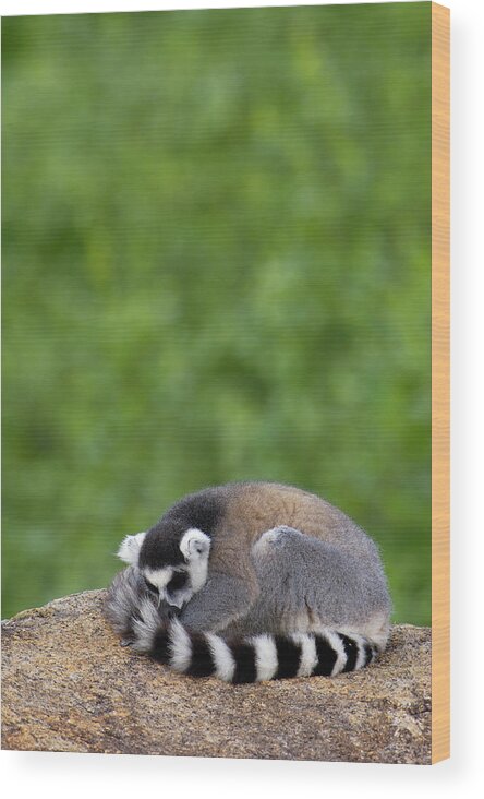 00217728 Wood Print featuring the photograph Ring-tailed Lemur Sleeping by Pete Oxford