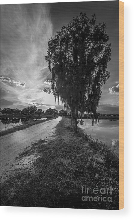 Lakeland Park Wood Print featuring the photograph Road Into The Light-bw by Marvin Spates