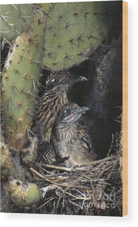 Greater Roadrunner Wood Print featuring the photograph Roadrunners In Nest by Anthony Mercieca