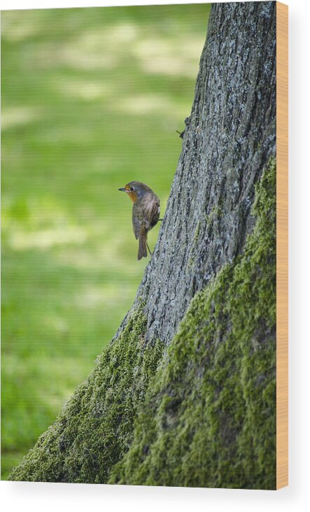 Garden Wood Print featuring the photograph Robin At Rest by Spikey Mouse Photography