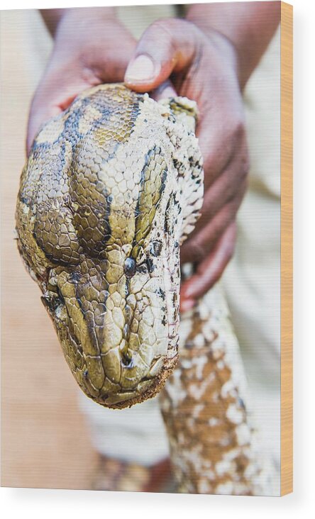 African Rock Python Wood Print featuring the photograph Rock Python Recovered From Poachers by Peter Chadwick