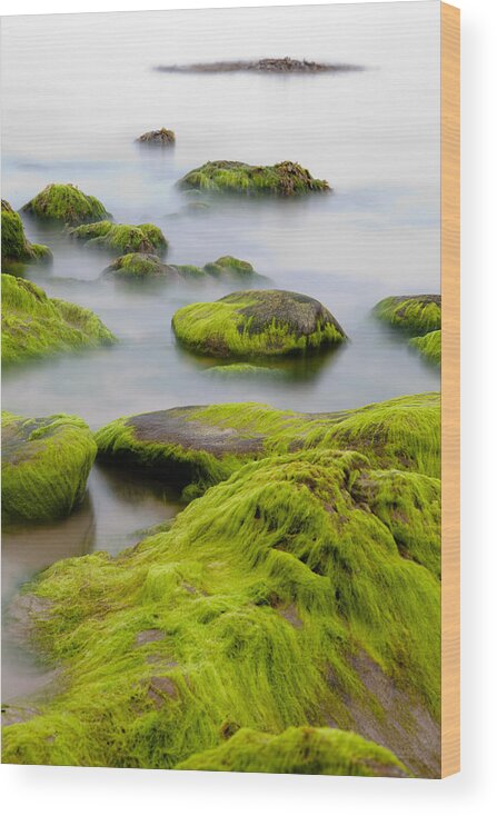 Abstract Wood Print featuring the photograph Rocks or boulders covered with green seaweed bading in misty sea by Dirk Ercken