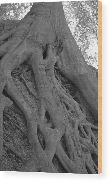 Tree Wood Print featuring the photograph Roots II by Suzanne Gaff