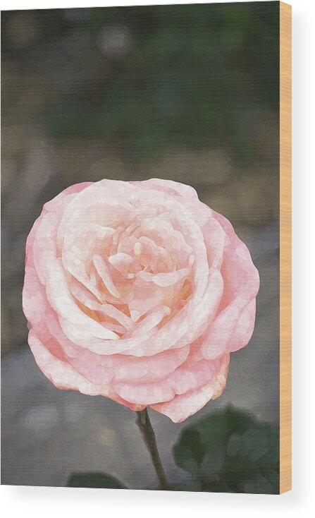 Floral Wood Print featuring the photograph Rose 195 by Pamela Cooper