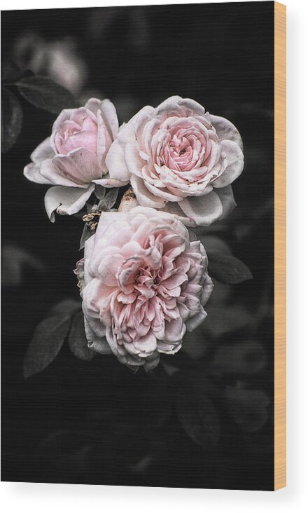 Botanical Wood Print featuring the photograph Rose 3 by Jeremy Herman