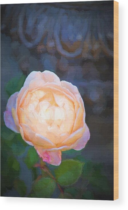 Floral Wood Print featuring the photograph Rose 325 by Pamela Cooper