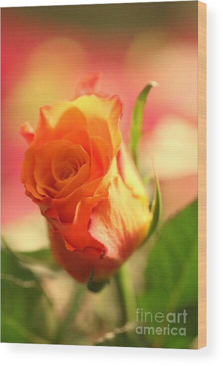 Background Wood Print featuring the photograph Rose on pink background II by Amanda Mohler