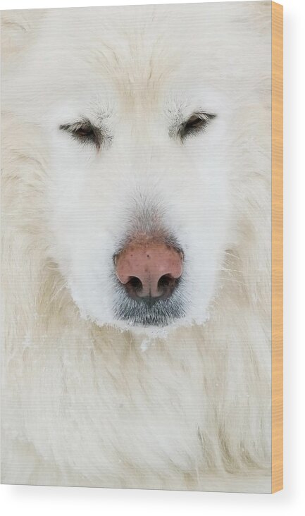 Dog Wood Print featuring the photograph Rosko by Shari Jardina