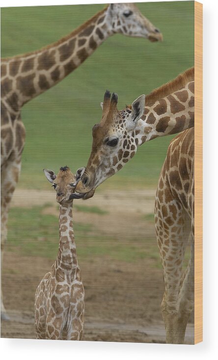 Feb0514 Wood Print featuring the photograph Rothschild Giraffe Mother Kissing Calf by San Diego Zoo