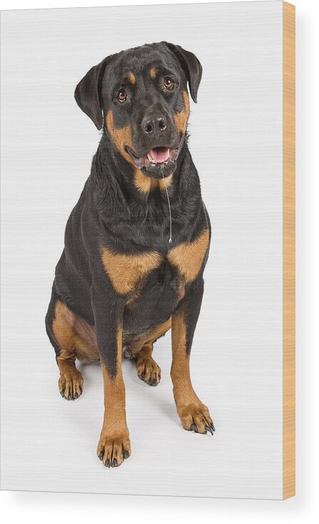 Dog Wood Print featuring the photograph Rottweiler dog with drool by Good Focused