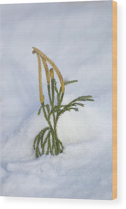 Adaptation Wood Print featuring the photograph Running Pine In Snow by John W. Bova