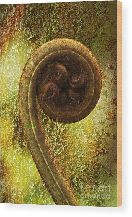 Plant Wood Print featuring the photograph Rust and Fern by Heiko Koehrer-Wagner