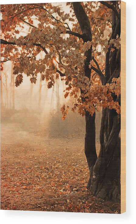 Peach Wood Print featuring the photograph Rust Apricot Orange Maple Autumn Sunrise by Brooke T Ryan
