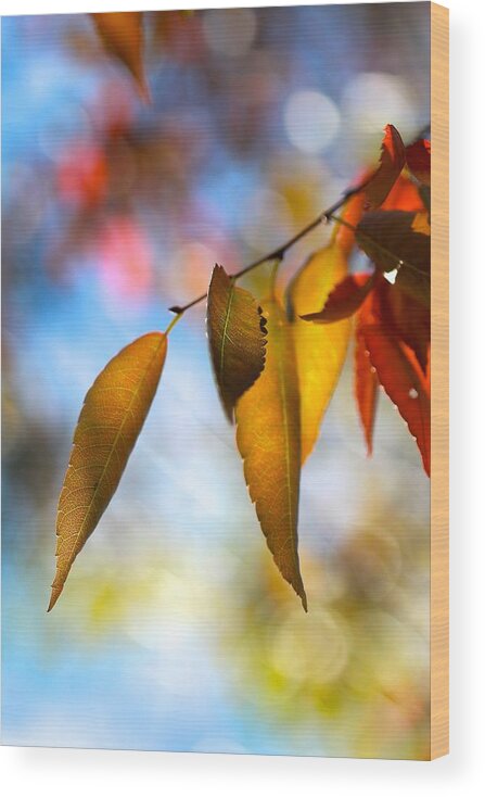 Nature Wood Print featuring the photograph Rustling Leaves by Tracy Male