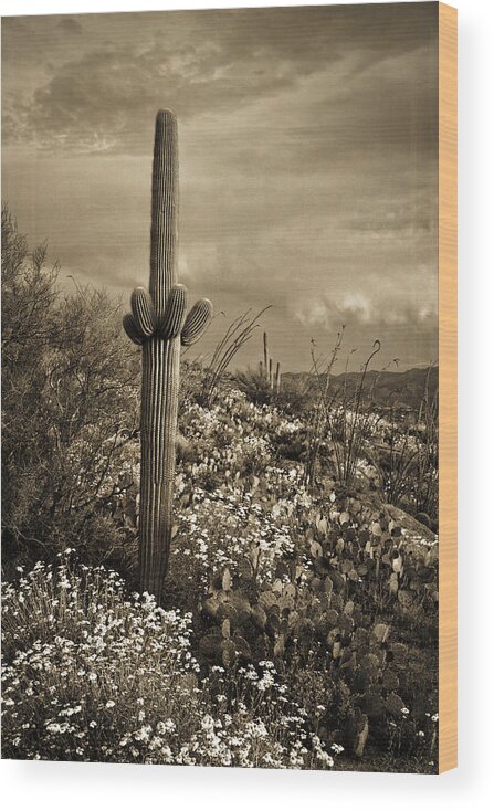 Saguaro Cactus Wood Print featuring the photograph Saguaro at Sunset tint by Theo O'Connor