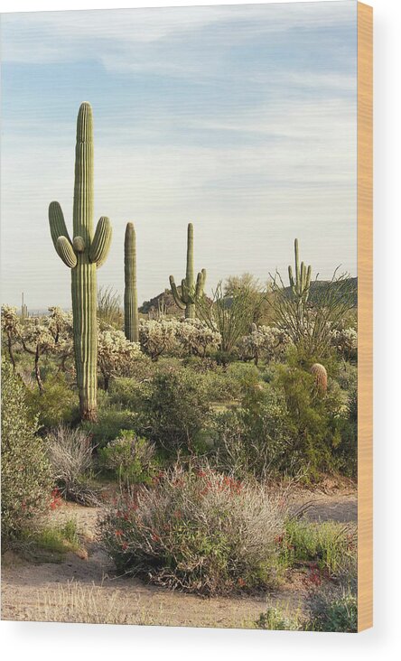 Saguaro Cactus Wood Print featuring the photograph Saguaro Cactus, Arizona,usa by Brian Stablyk