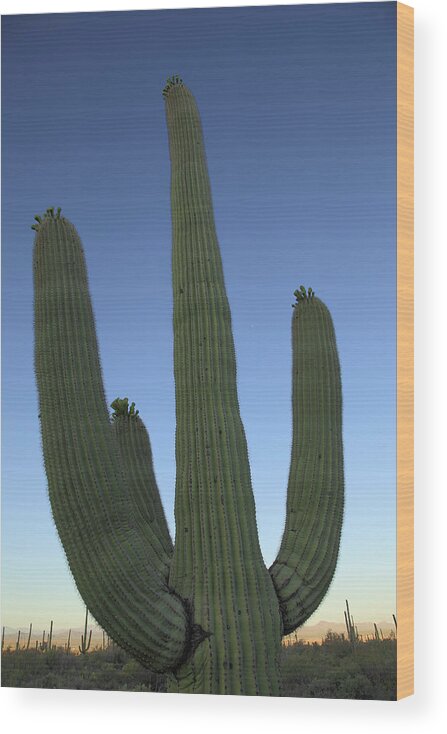Saguaro Wood Print featuring the photograph Saguaro Cactus at Sunset by Alan Vance Ley