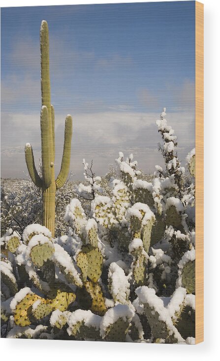 Feb0514 Wood Print featuring the photograph Saguaro Cactus In Snow Saguaro Np by Tom Vezo