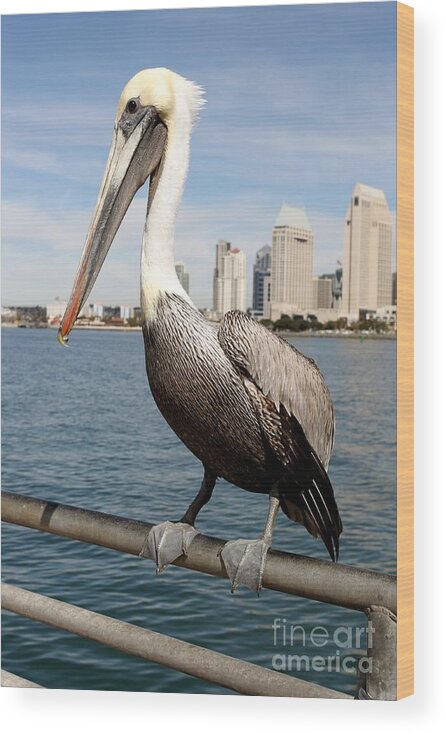 San Diego Wood Print featuring the photograph San Diego Pelican by Henrik Lehnerer