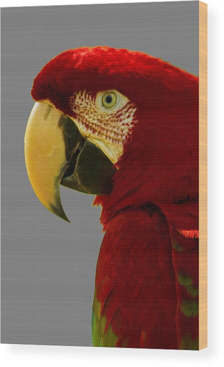 Macaw Wood Print featuring the photograph Scarlet Macaw by Bill Barber