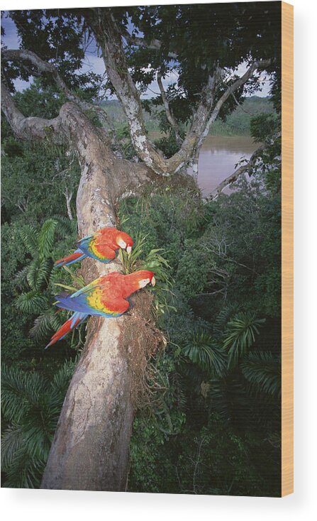 Feb0514 Wood Print featuring the photograph Scarlet Macaws Perching Amazon Basin by Tui De Roy