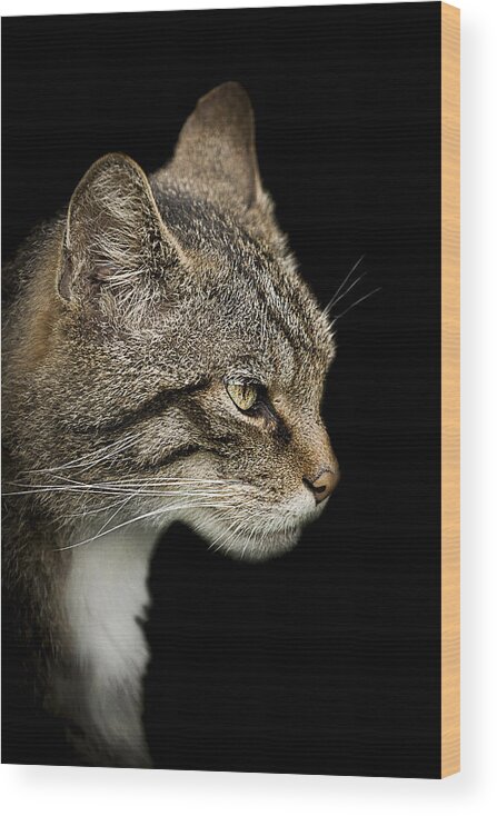 Cat Wood Print featuring the photograph Scottish Wildcat by Paul Neville