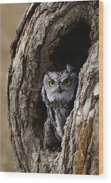 Bird Wood Print featuring the photograph Screech Owl by David Middleton