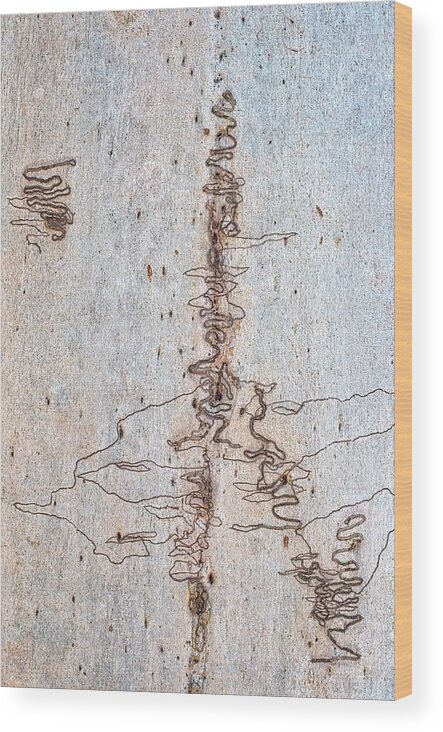 Trees Wood Print featuring the photograph Scribbly Gum Art Portrait A by Peter Kneen