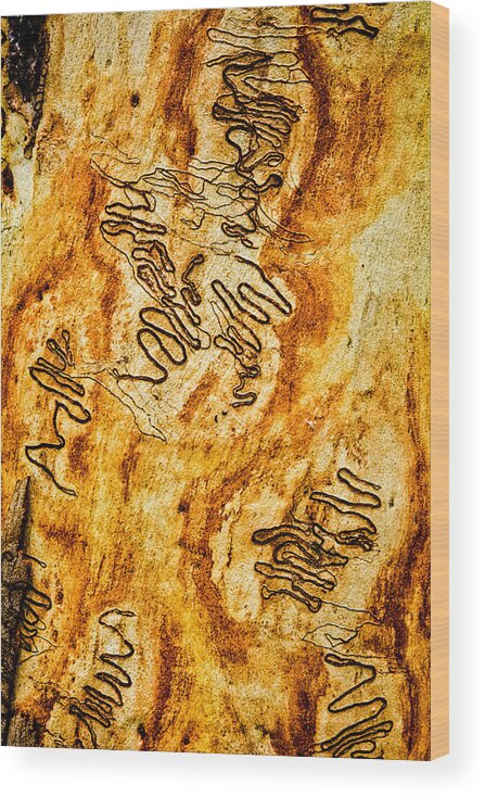 Trees Wood Print featuring the photograph Scribbly Gum Art Portrait F by Peter Kneen