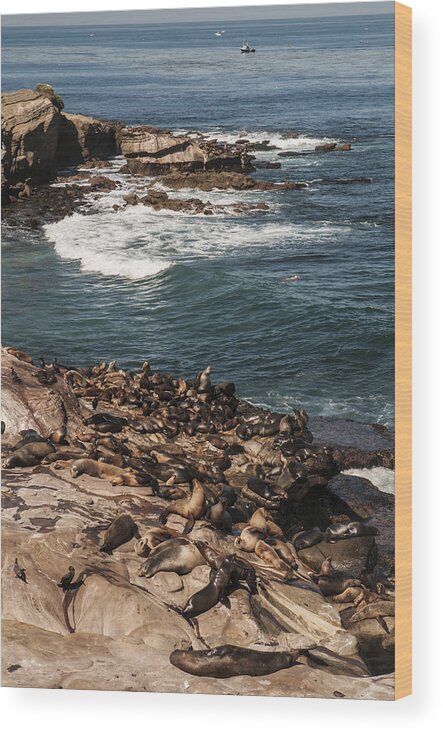 Photography Wood Print featuring the photograph Sea Lions at La Jolla Cove by Lee Kirchhevel
