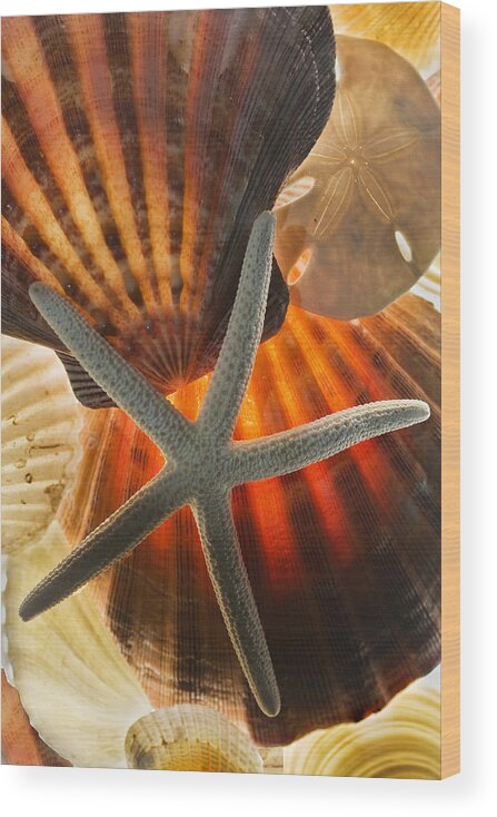 R.d. Decker Wood Print featuring the photograph Sea Shells by Bob Decker
