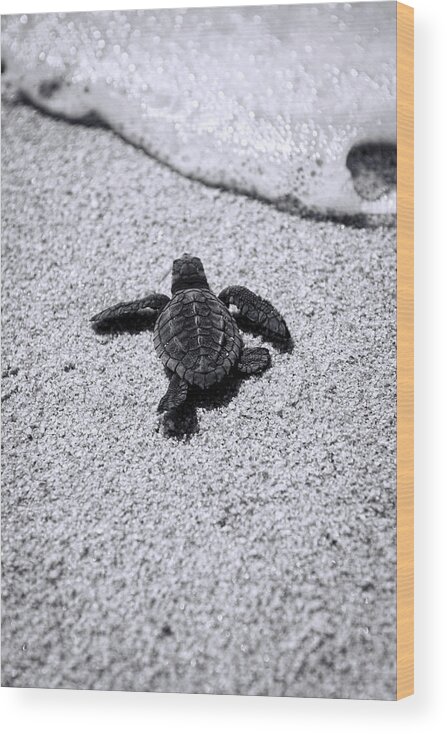 Baby Loggerhead Wood Print featuring the photograph Sea Turtle by Sebastian Musial