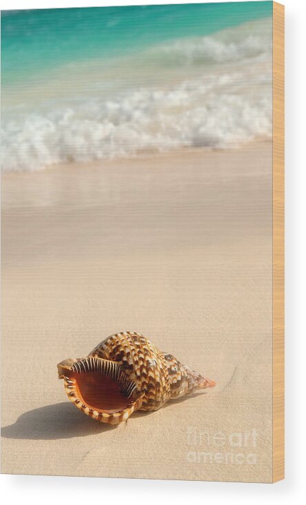 Seashell Wood Print featuring the photograph Seashell and ocean wave 4 by Elena Elisseeva