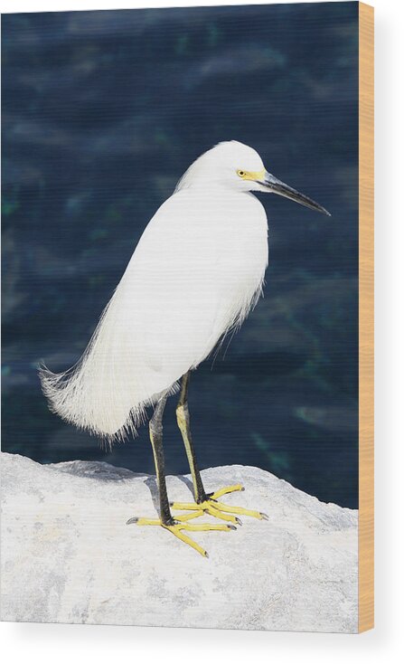 Egret Wood Print featuring the photograph SeaWorld Egret by David Nicholls