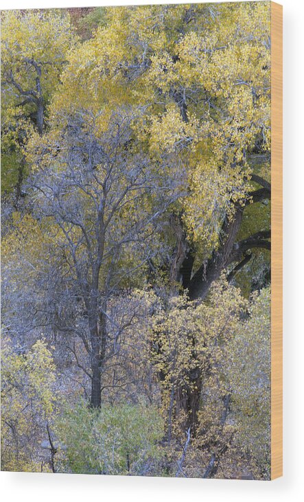 Fall Color Wood Print featuring the photograph Sedona Fall Color by Tam Ryan